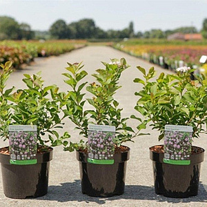 Spiraea betulifolia Pink Sparkler 25-30 cm 3,5L