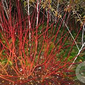 Cornus alba Baton Rouge 30 cm 2,0L