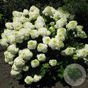 Hydrangea paniculata 'Bombshell' GM C3