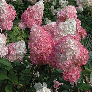 Hydrangea paniculata 'Pink Diamond' 40-60 cm 5,0L