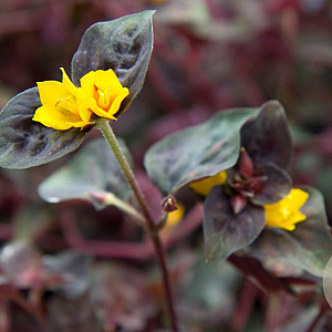 Lysimachia congestiflora 'PersianChocolate' GM P9