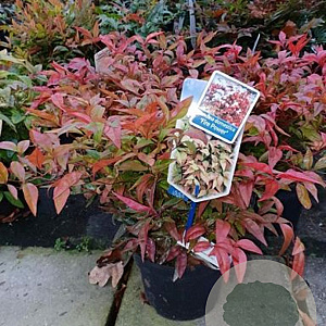 Nandina domestica 'Fire Power' 40-60 cm 5,0L