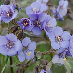 Polemonium reptans 'Heaven Scent' GM P9