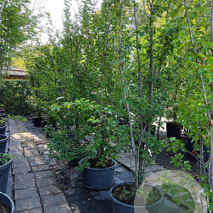 Prunus 'Umineko' 350-400 cm container meerstammig