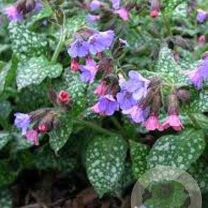 Pulmonaria saccharata 'Mrs Moon' GM P9