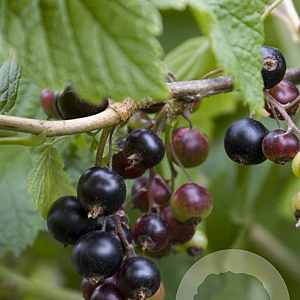 Ribes nigrum 'Black' 65-70 cm 2,0L