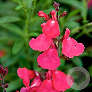 Salvia greggii 'Lipstick' GM P9