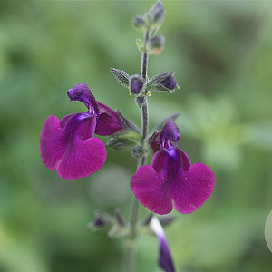 Salvia jam. 'Nachtvlinder' GM P9