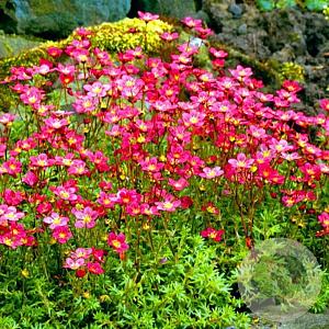 Saxifraga arendsii 'Peter Pan' GM P9