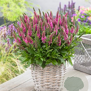 Veronica spicata 'Bubblegum Candles' GM P9