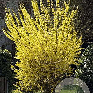 Forsythia intermedia 'Goldrausch' 30-40 cm 3,0L