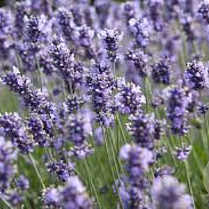 Lavandula ang. Melissa Lilac GM P9