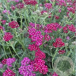 Achillea m. 'Sammetriese' GM P9