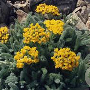 Achillea tomentosa 'Aurea' GM P9