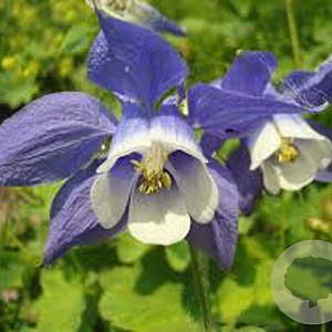Aquilegia 'Spring Magic Blue White' GM P9