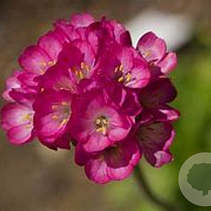 Armeria mar. 'Rubrifolia' GM P9