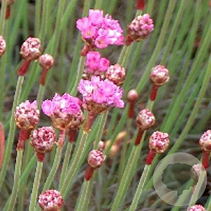 Armeria mar. 'Rubrifolia' GM P9
