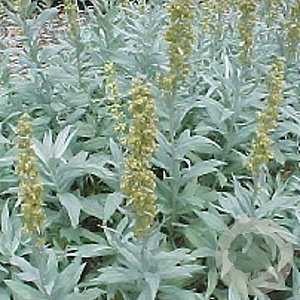 Artemisia lud. 'Valerie Finnis' GM P9