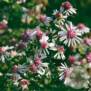 Aster l. 'Lady in Black' GM P9