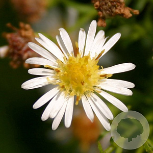 Aster (U) 'Monte Cassino' GM P9