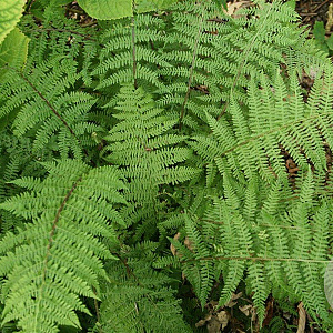 Athyrium f.-f. 'Lady in Red' GM P9