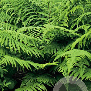 Athyrium f.-f. 'Rotstiel' GM P9