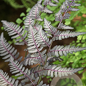 Athyrium niponicum 'Burgundy Lace' GM P9
