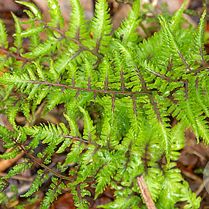 Athyrium niponicum 'Red Beauty' GM P9