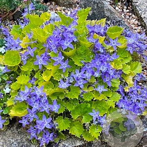 Campanula 'Dickson's Gold' GM P9
