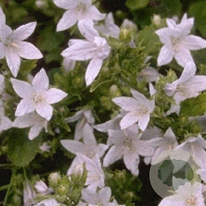Campanula posch. 'E.H. Frost' GM P9