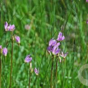 Dodecatheon jeffreyi GM P9