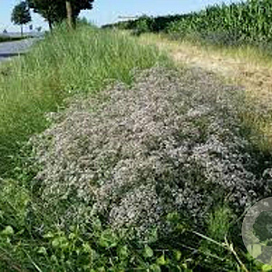 Gypsophila pan. 'Schneeflocke' GM P9