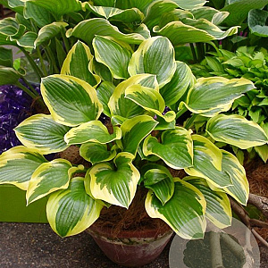 Hosta 'Queen Josephine' GM P9