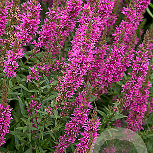 Lythrum sal. 'Rosy Gem' GM P9
