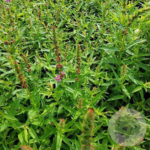 Lythrum sal. 'Zigeunerblut' GM P9