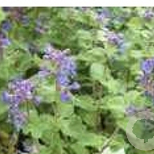 Nepeta racemosa 'Little Titch' GM P9