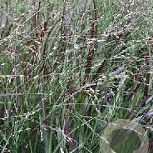 Panicum virgatum 'Sangria' GM P9