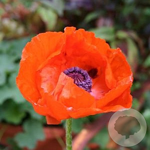 Papaver or. 'Brilliant' GM P9