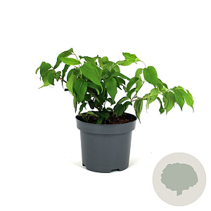 Heptacodium miconioides 80-100 cm 12L kegel