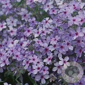 Phlox div. 'Chattahoochee' GM P9