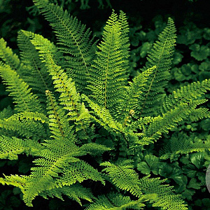 Polystichum set. 'Plumosum' GM P9