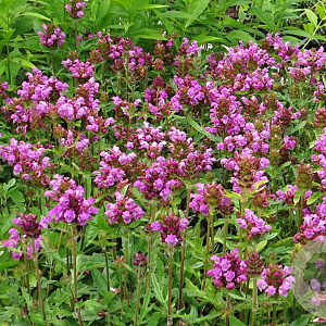 Prunella grand. 'Bella Pink' GM P9