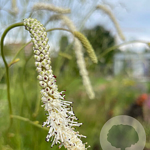 Sanguisorba ten. 'Korean Snow' GM P9