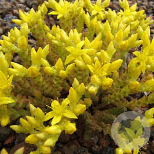 Sedum acre 'Aureum' GM P9