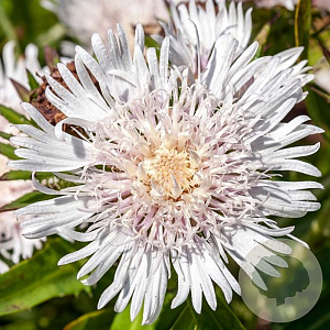 Stokesia laevis 'Silver Moon' GM P9