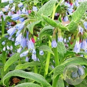 Symphytum grand. 'Hidcote Blue' GM P9