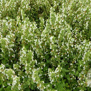 Teucrium cham. 'Album' GM P9