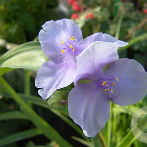Tradescantia (A) 'Little Doll' GM P9