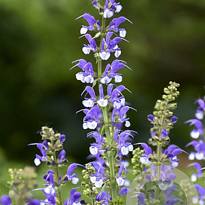 Salvia 'Azure Snow' GM P9
