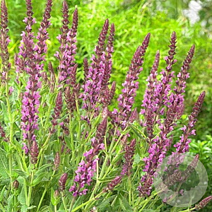 Salvia nem. 'Pink Beauty' GM P9